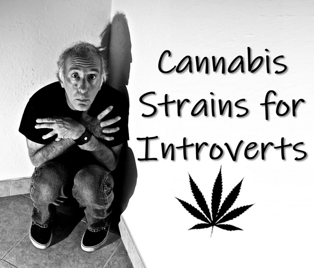 CANNABIS STRAINS FOR INTROVERTS